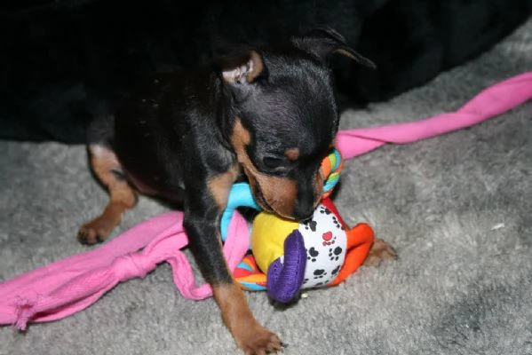 bellissimo cucciolo di pinscher  | Foto 0