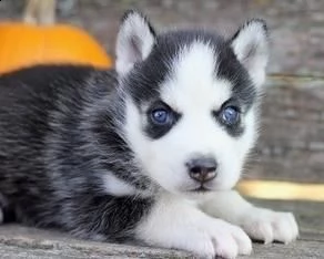 cuccioli siberian husky
