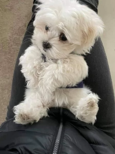 regalo  maltese  toy