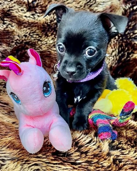 regalo volontario che distribuisce il regalo dei cuccioli di piccola taglia del chihuahua