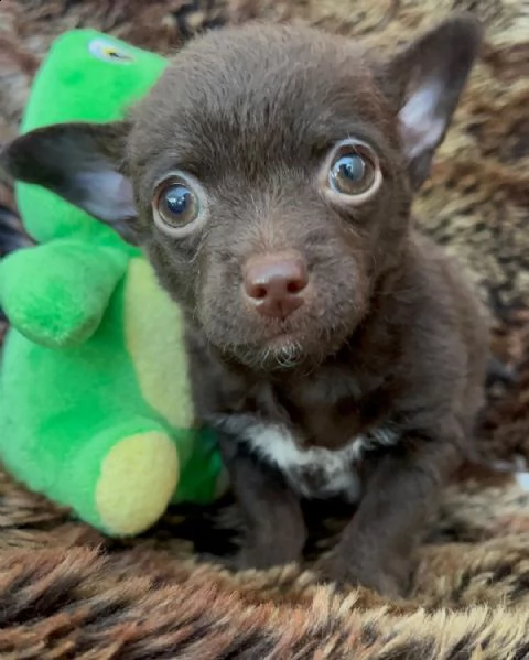 reaglo. volontario che distribuisce il regalo dei cuccioli di piccola taglia del chihuahua.
