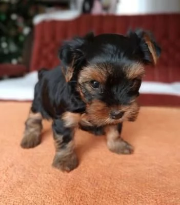 cuccioli di yorkshire terrier - venezia | Foto 2