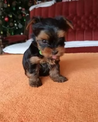cuccioli di yorkshire terrier - venezia | Foto 1