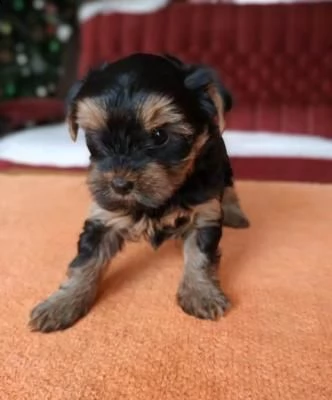 cuccioli di yorkshire terrier - venezia | Foto 0