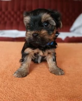 cuccioli di yorkshire terrier - venezia
