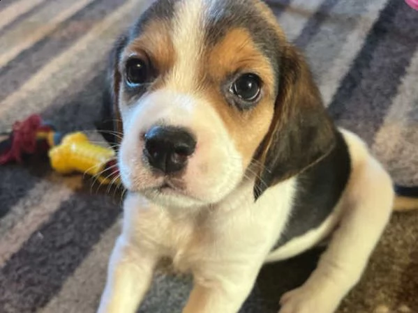 beagle cuccioli  | Foto 3