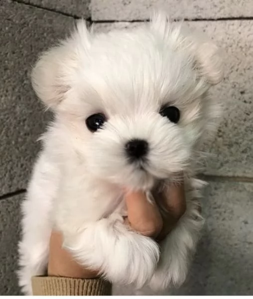 regalo  maltese mini toy