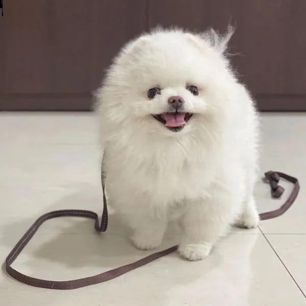 simpatici e adorabili pomerania (+393509706299)