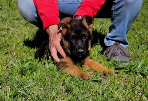 Cucciolo Maschio di Pastore Tedesco a Pelo Corto