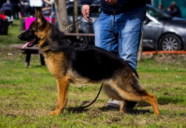 Cucciolo di Pastore Tedesco a Pelo Corto  | Foto 0