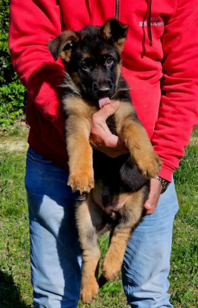 Cucciolo di Pastore Tedesco a Pelo Corto | Foto 1