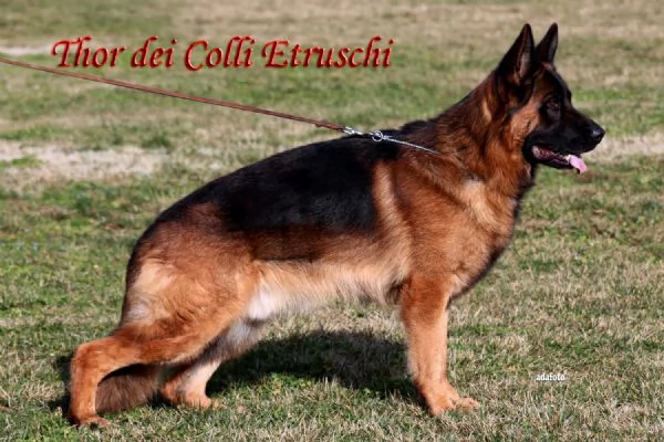 Cucciolo di Pastore Tedesco a Pelo Corto | Foto 2