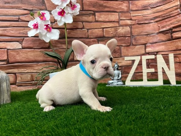 non perdere mai un'occasione per ottenere quello che vuoi. questo adorabile???? cucciolo è disponibi | Foto 2