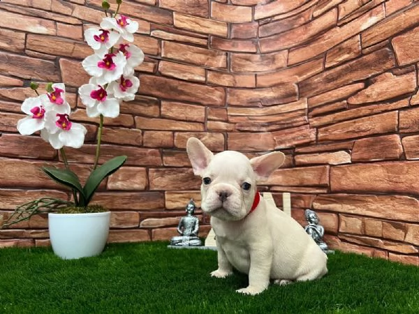 non perdere mai un'occasione per ottenere quello che vuoi. questo adorabile???? cucciolo è disponibi | Foto 1