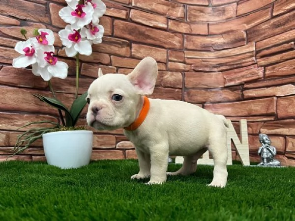 non perdere mai un'occasione per ottenere quello che vuoi. questo adorabile???? cucciolo è disponibi | Foto 0