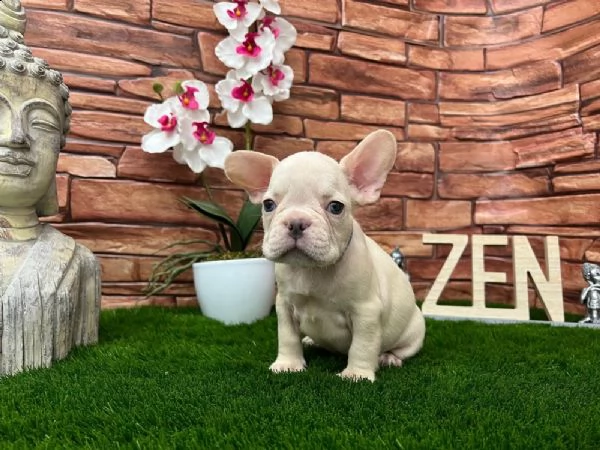 non perdere mai un'occasione per ottenere quello che vuoi. questo adorabile???? cucciolo è disponibi