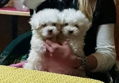 mini cuccioli di maltese - venezia | Foto 1
