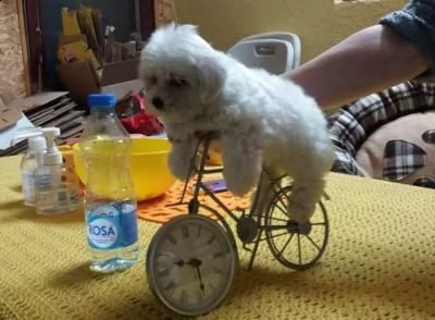 mini cuccioli di maltese - venezia | Foto 0
