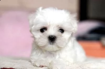 mini cuccioli di maltese - venezia