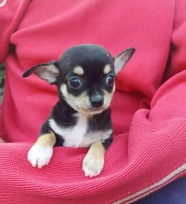 chihuahua, cuccioli a pelo corto  | Foto 1