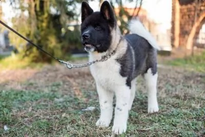 cuccioli di akita americani  | Foto 2