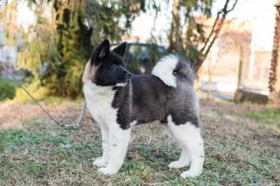 cuccioli di akita americani  | Foto 1