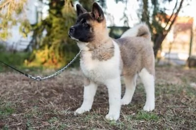 cuccioli di akita americani  | Foto 0