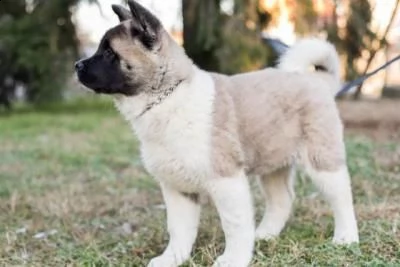 cuccioli di akita americani 