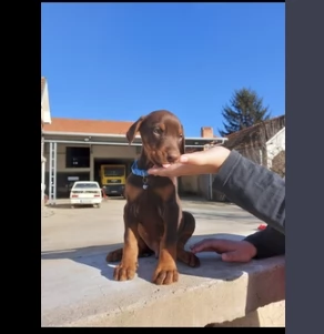 cane cuccioli di dobermann