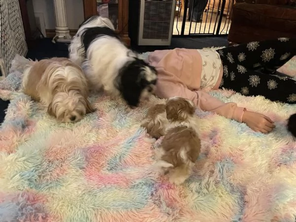 adorabili cuccioli di shih tzu