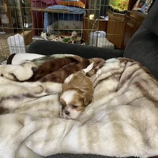 shih tzu di 10 settimane | Foto 1