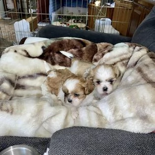 shih tzu di 10 settimane