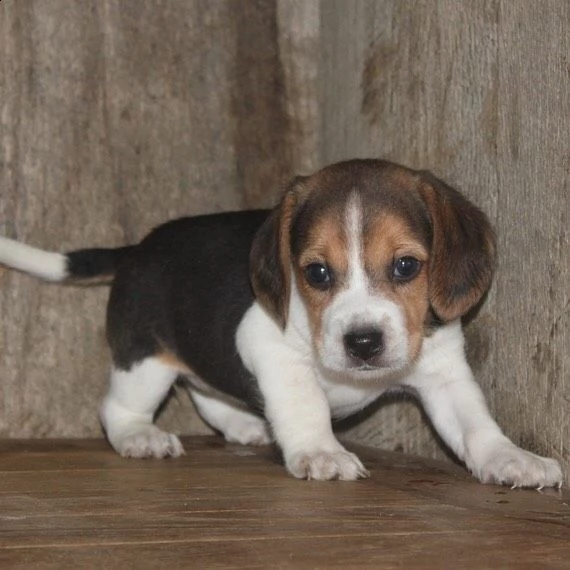 cuccioli di beagle | Foto 1