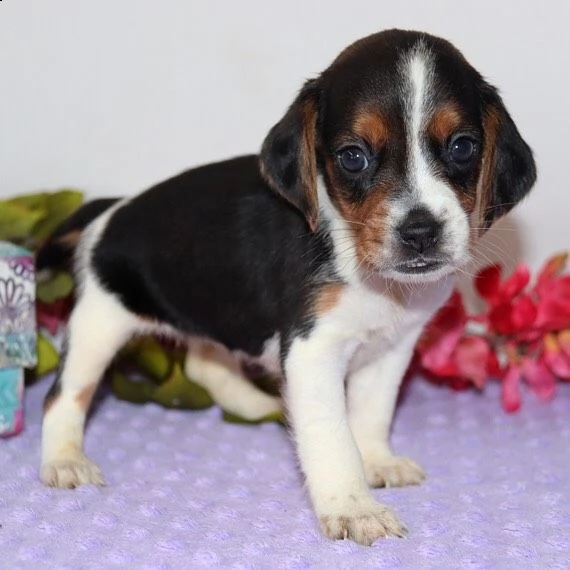 cuccioli di beagle | Foto 0