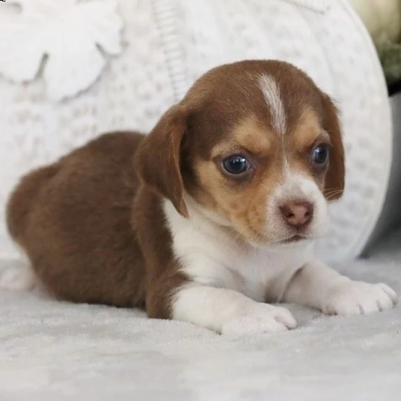 cuccioli di beagle