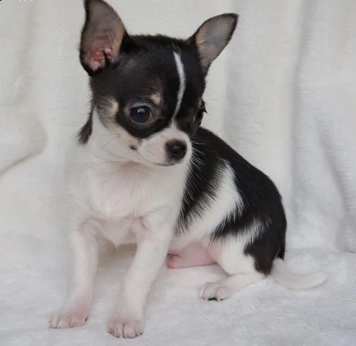 cuccioli di chihuahua | Foto 0