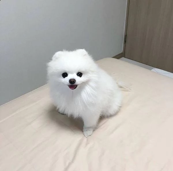 bellissimi cuccioli di pomerania disponibili | Foto 1