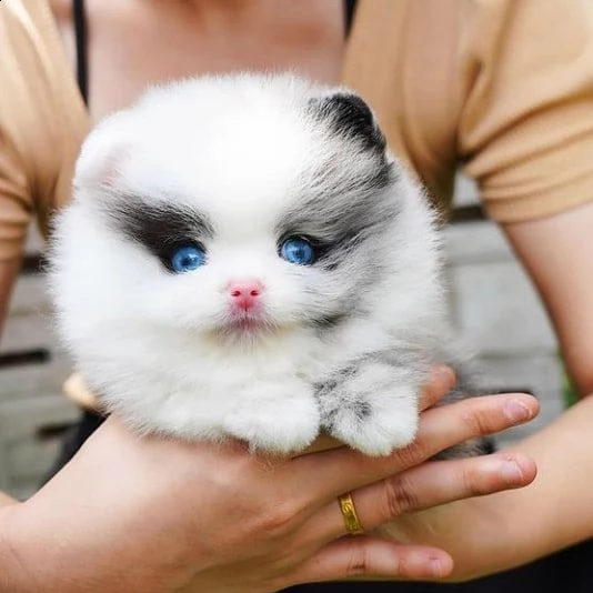 bellissimi cuccioli di pomerania disponibili | Foto 0