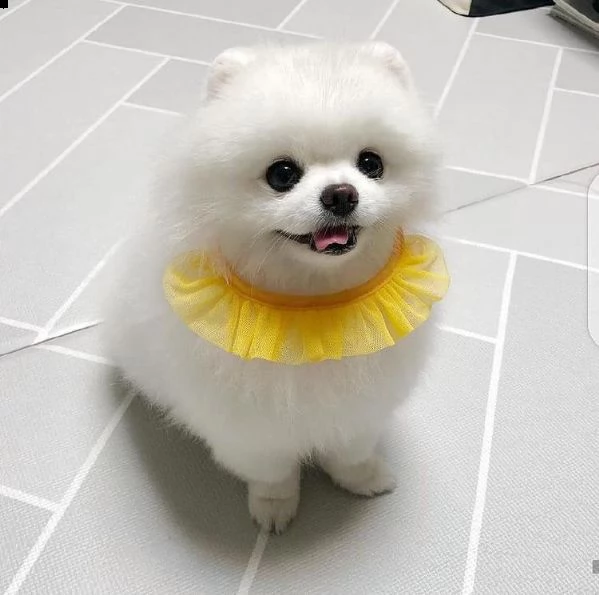 bellissimi cuccioli di pomerania disponibili