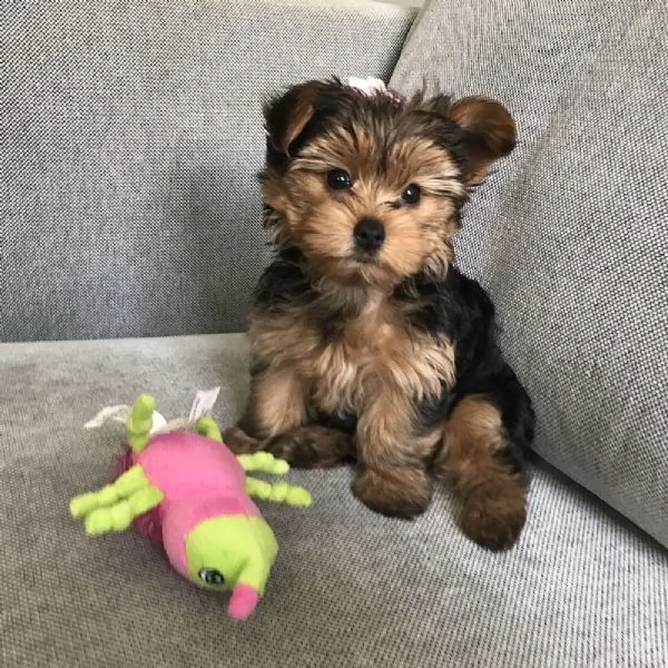 splendidi piccoli cuccioli di yorkie per l'adozione.  | Foto 0