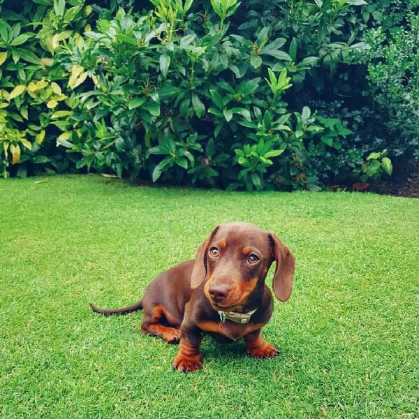 cuccioli di bassotto. | Foto 0