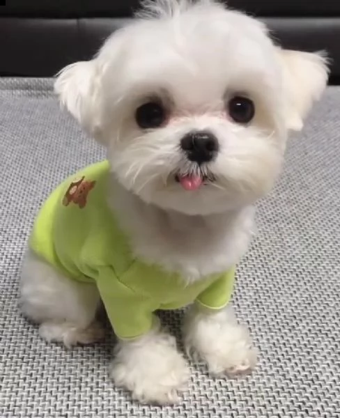 disponibili fantastici cuccioli di maltese t-cup. | Foto 0