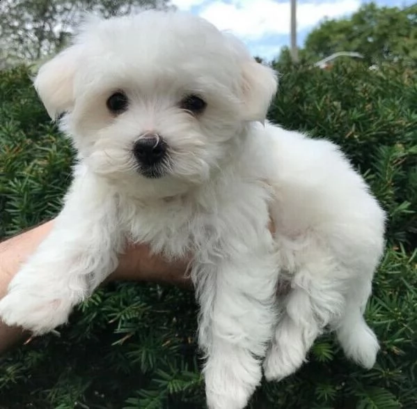 disponibili fantastici cuccioli di maltese t-cup.