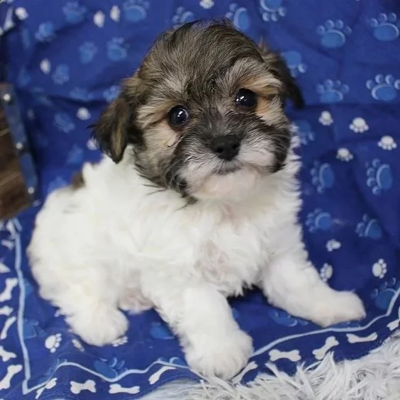 cuccioli di shih tzu per il richiamo | Foto 0