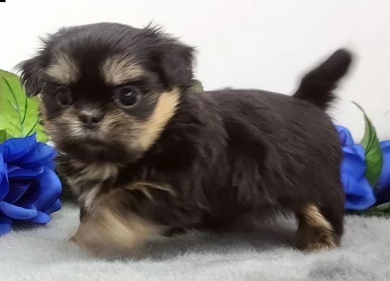 cuccioli di shih tzu per il richiamo