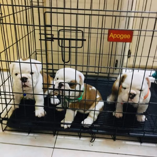 bulldog inglesi per il rehoming | Foto 2