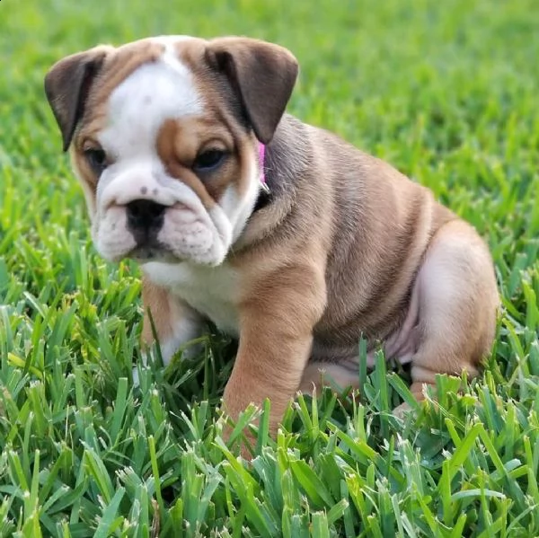 bulldog inglesi per il rehoming | Foto 1