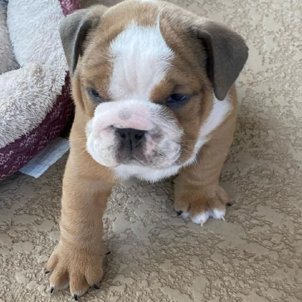 bulldog inglesi per il rehoming