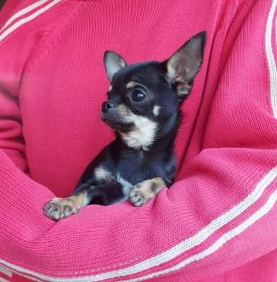 chihuahua meraviglioso cucciolo in adozione