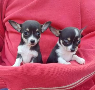 chihuahua meraviglioso cucciolo in adozione | Foto 2
